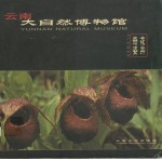 云南大自然博物馆  花卉奇姿