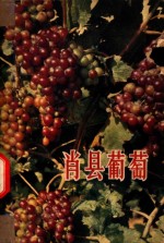 肖县葡萄