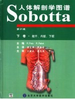Sobotta人体解剖学图谱  第21版  下  躯干、内脏、下肢