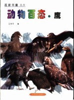 动物百态  鹰