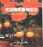 家庭观果植物栽培