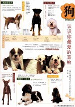 狗  认识你最爱的宠物