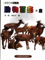 动物百态  鹿