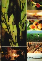 二十年成果选编  1960-1980