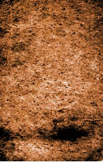 本草纲目果部  第35卷  下