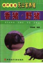香猪  野猪