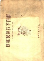 <em>核桃</em>嫁接<em>技术</em>图解