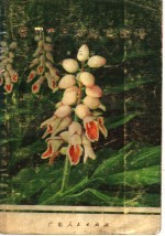 <em>常用</em>中草药彩色图谱  第3册  <em>中药</em>专集