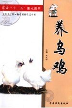 养乌鸡