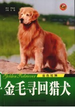 金毛寻回猎犬  金色炫舞