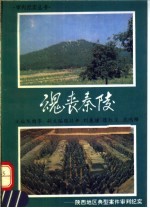魂丧秦陵  陕西地区典型案件审判纪实
