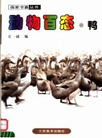 动物百态  鸭