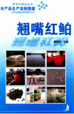 水产品生产流程图谱  翘嘴红鲌