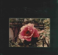 百花璀璨漫诗篇  莫<em>广智</em>花卉摄影、诗词选集