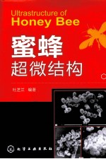 <em>蜜蜂</em>超微结构