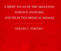 A <em>BRIEF</em> ATLAS OF THE SKELETON