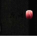 花之语  《第五届“<em>聚焦</em>上海鲜花港”摄影<em>大赛</em>》作品选  中英文本