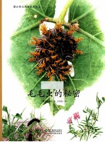 蒲公英自然绘本系列  毛毛虫的秘密