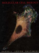 MOL<em>E</em>CULA<<em>e</em>m>R</<em>e</em>m> C<em>E</em>LL BIOLOGY