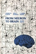 From neuron to br<em>a</em>in:<em>a</em> cellul<em>a</em>r <em>a</em>nd molecul<em>a</em>r <em>a</em>ppro<em>a</em>ch to the function of the nervous system  （Secon