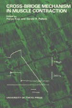 CROSS BRIDGE MECHANISM IN MUSC<em>L</em>E CONTRACTION