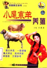 小尾寒羊养殖