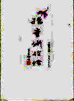<em>孺童</em>讲论语