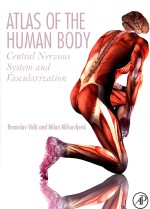 ATLAS <em>OF</em> <em>THE</em> <em>HUMAN</em> <em>BODY</em> CENTRAL NERVOUS SYSTEM AND VASCULARIZATION