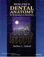 WOELFEL’<em>S</em>  DENTAL ANA<em>TO</em>MY IT<em>S</em> RELEVANCE <em>TO</em> DENTI<em>S</em>TRY