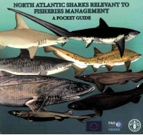 NORTH ATLANTIC SHARKS RELEVANT TO FISHERIES <em>MANAGEMENT</em>