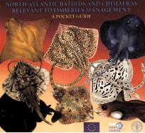NORTH ATLANTIC BATOIDS AND CHIMAERAS RELEVANT TO FISHERIES <em>MANAGEMENT</em>