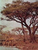 ZOOLOGY <em>FIFTH</em> <em>EDITION</em>